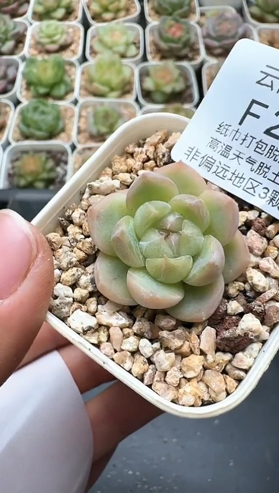 248F云禹多肉植物 默认脱土纸巾打包 3颗包邮