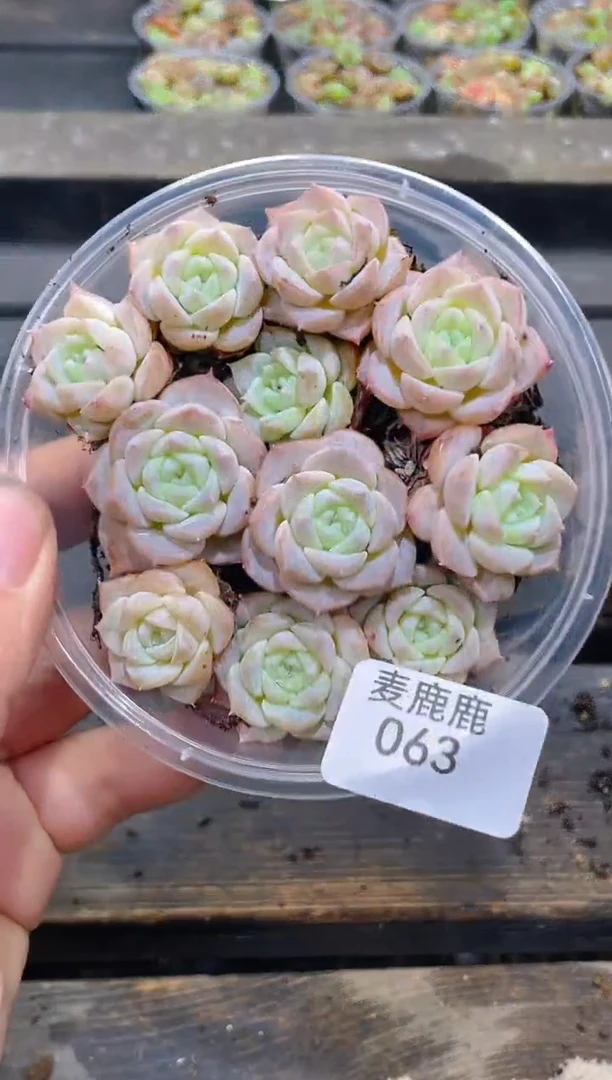 063纯爱      量拍