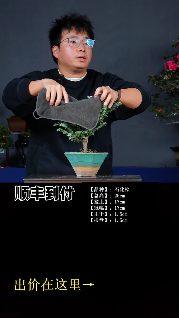 无花朵石化桧bubaoyu