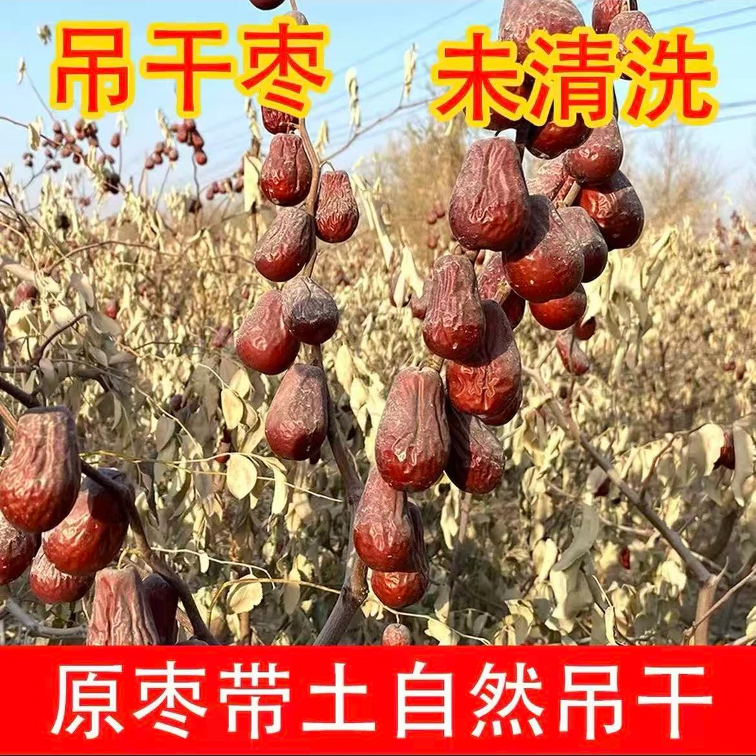 [新疆直发]喀什麦盖提县骏枣自然吊干