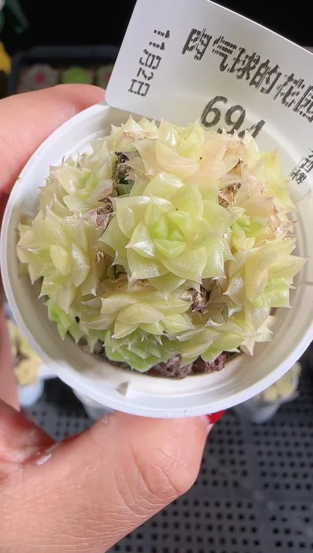 1102-694麦秆群不包整