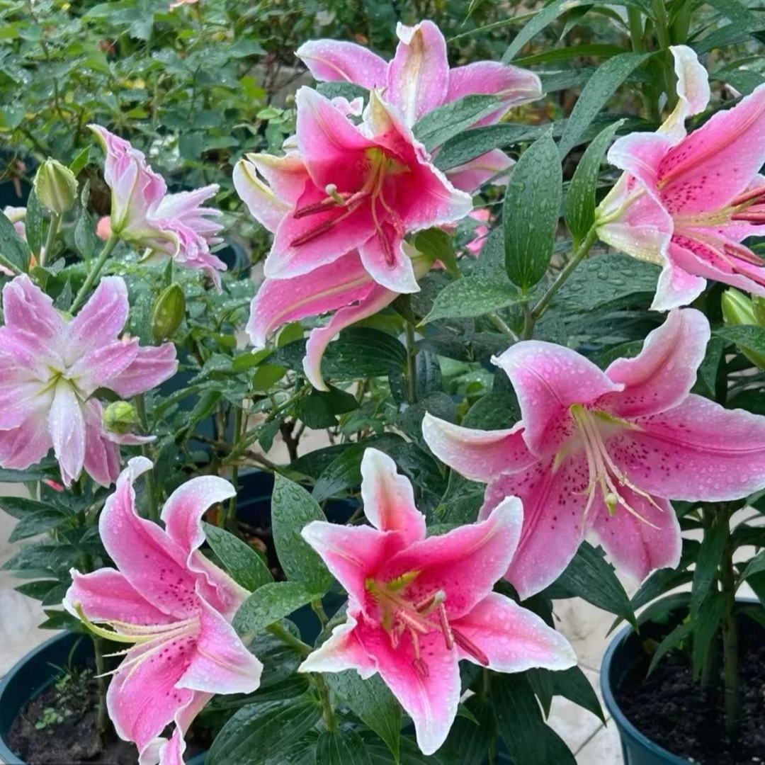 四季可种24/26【索尔邦】香水百合种球室内外鲜花都可种植