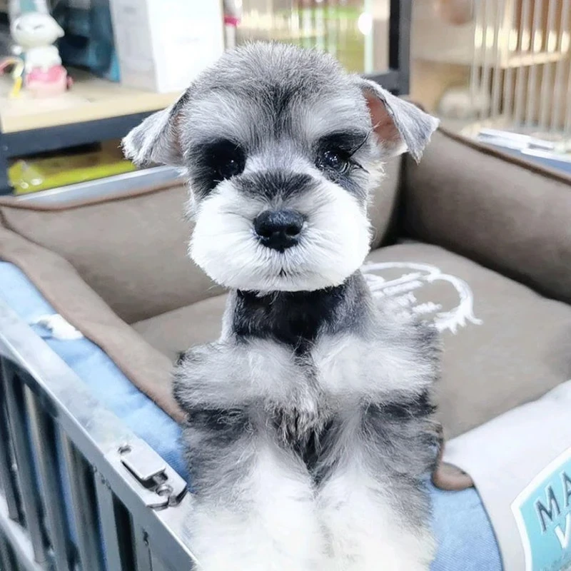 【弟弟-灰色】雪纳瑞活体幼犬纯种宠物狗狗雪纳瑞幼崽