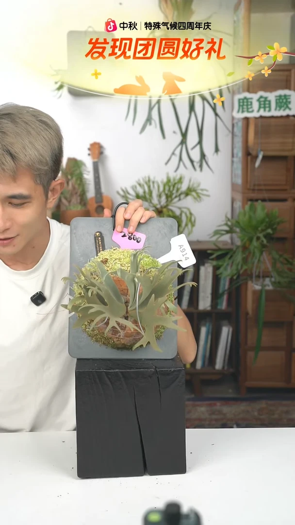 不开花植物A914-黄月孢子苗侏儒特选