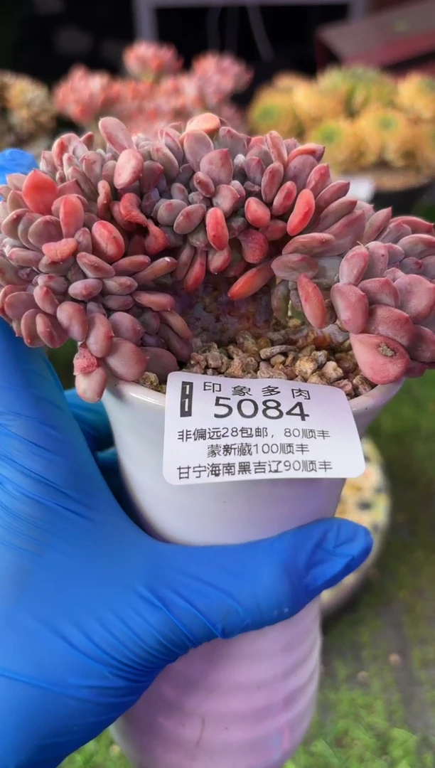 昆明印象多肉5084