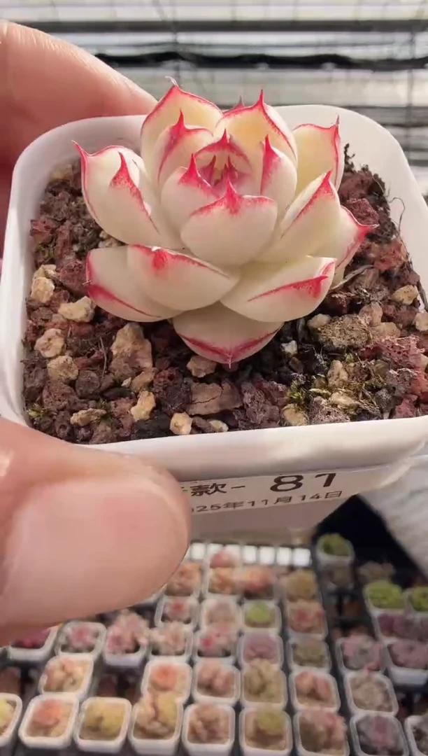 东云多肉园新款-81