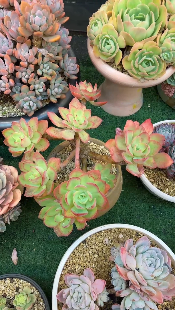 水墨画 满20包邮发货