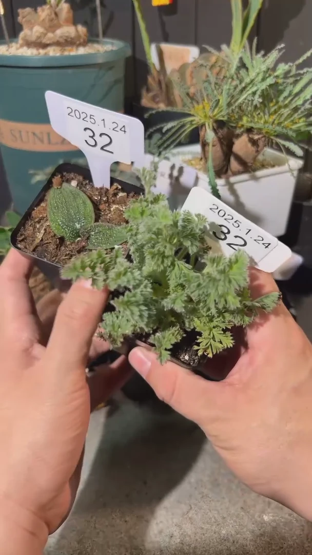 【闪购商品】福利组合1.24.32