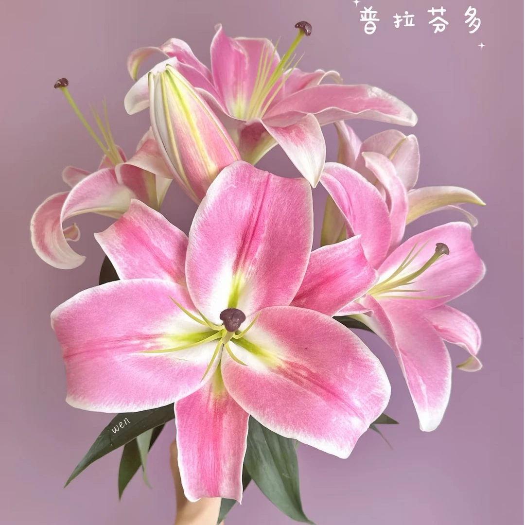 【粉色香水百合多头】