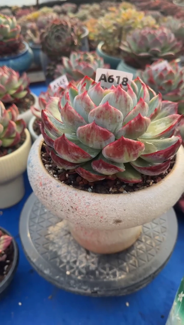 【闪购商品】A618惊鸿仙子（裸根发货）