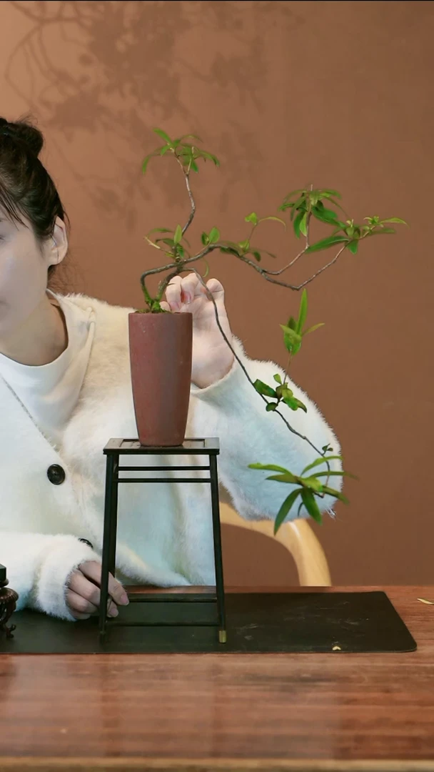 【闪购商品】盆景春花