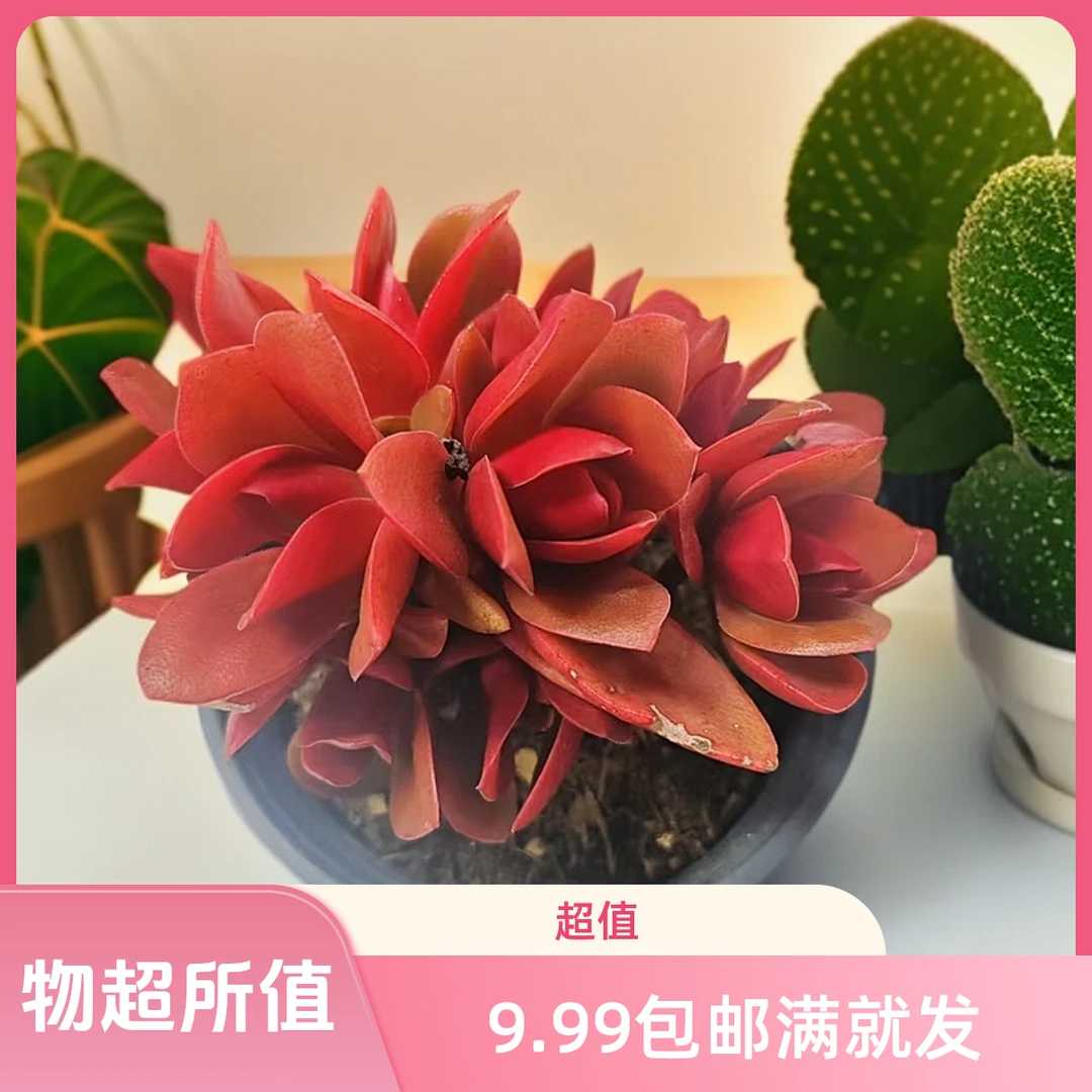 火祭稀拼满10元包邮多肉植物阳台露台办公室绿植植新手好养