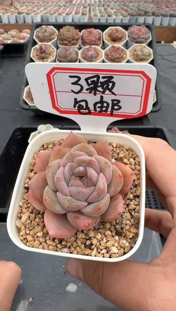 【闪购商品】661号 珍妮杂交多肉 花卉植物