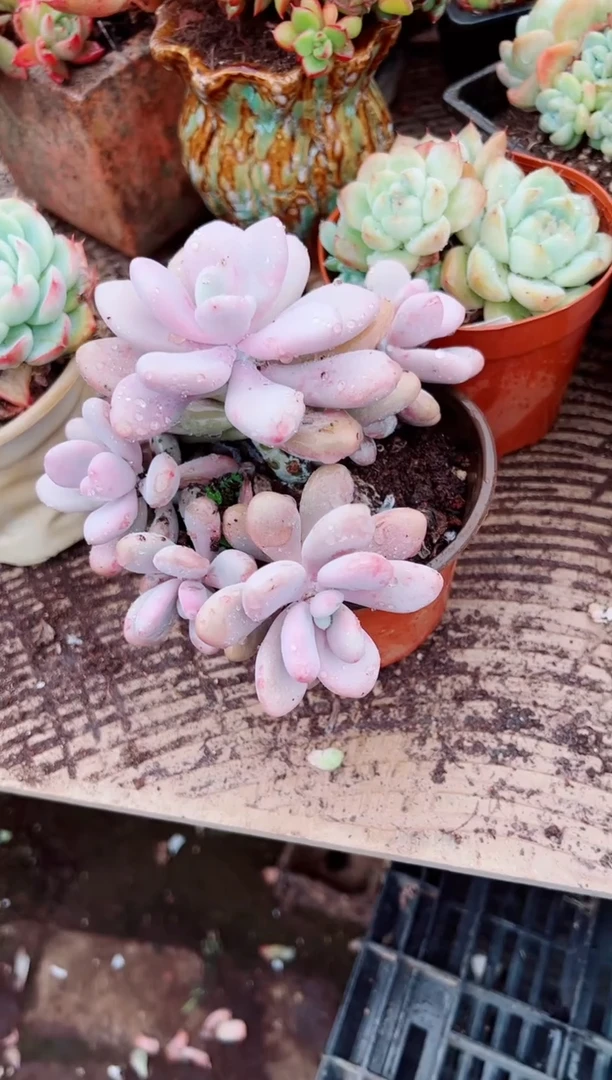 霞**丈多肉植物一物一拍02097