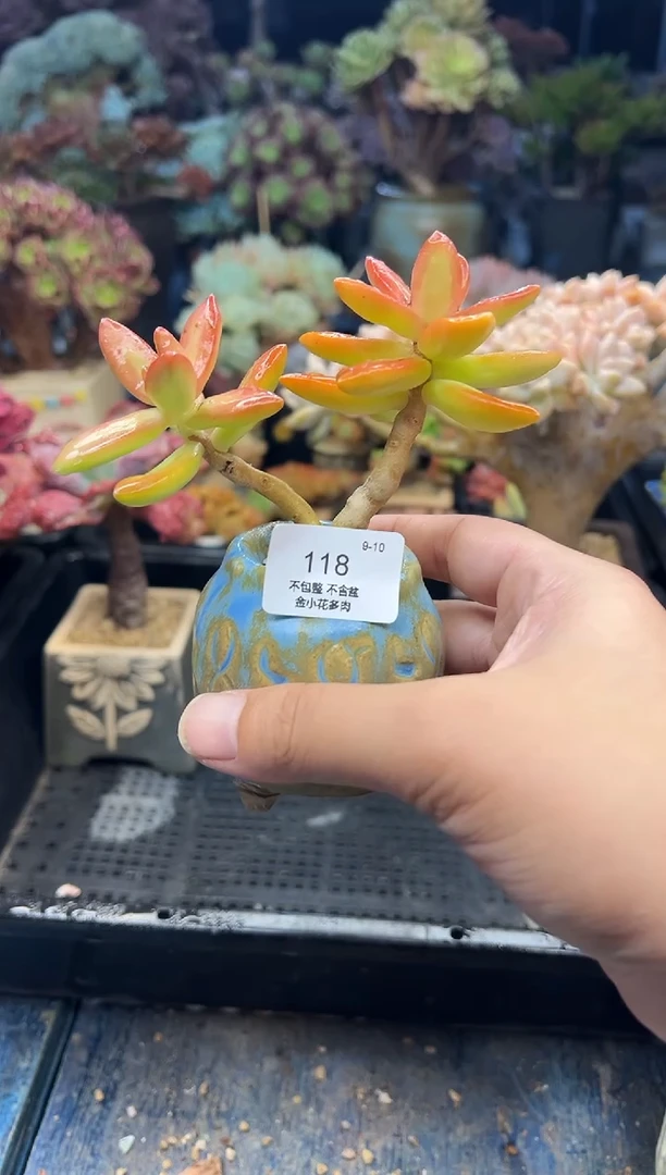¢****·118         带盆
