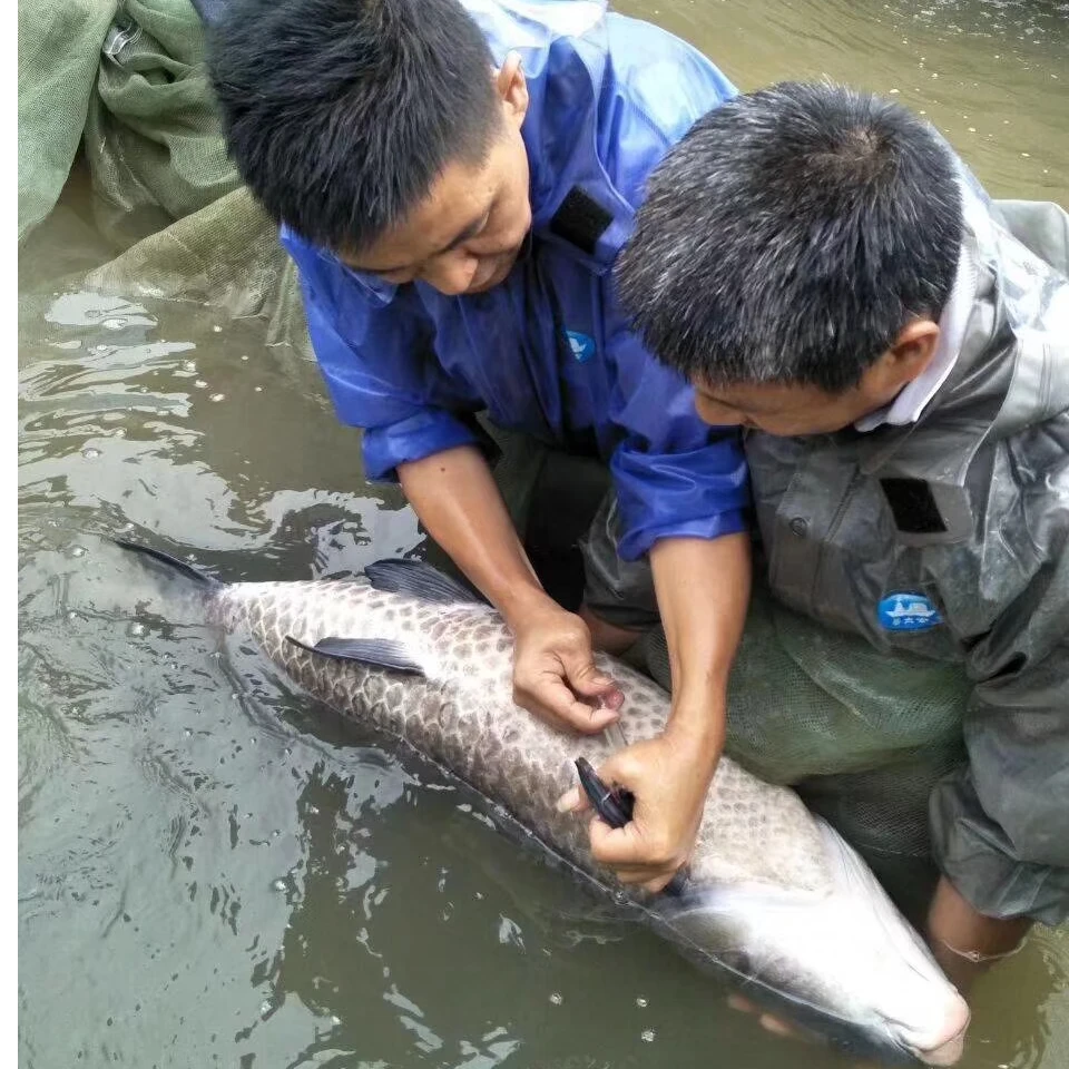 青鱼苗 水族活体鱼