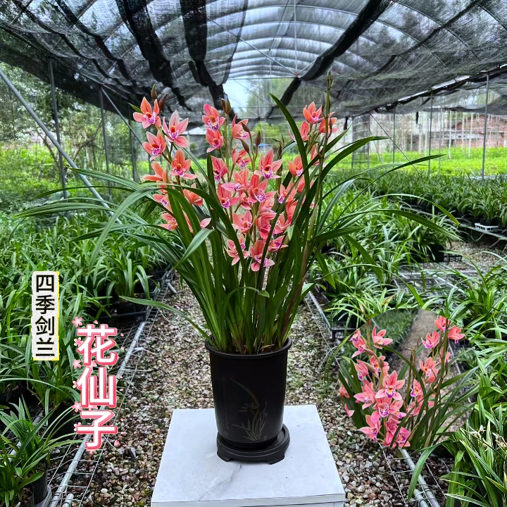 四季建兰花仙子正宗浓香兰花直播间精品室内兰花卉阳台绿植盆栽