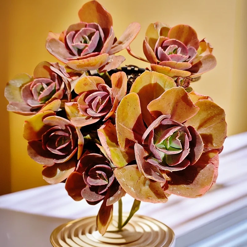 大叶秀妍280#云大A1棚 雪山多肉 新手必备好看好养一单包邮