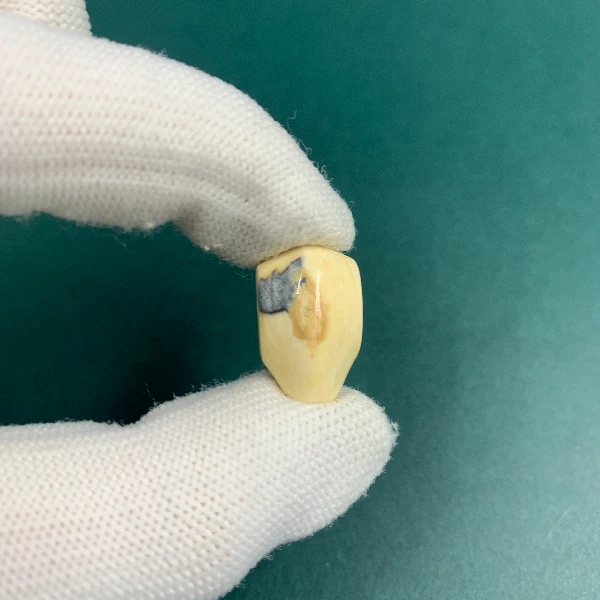 H5653天然猛犸猛犸牙精品三通支持鉴定假一罚四