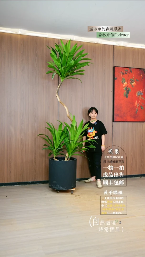 不开花植物采****啊老桩异型荷花美人铁一整套