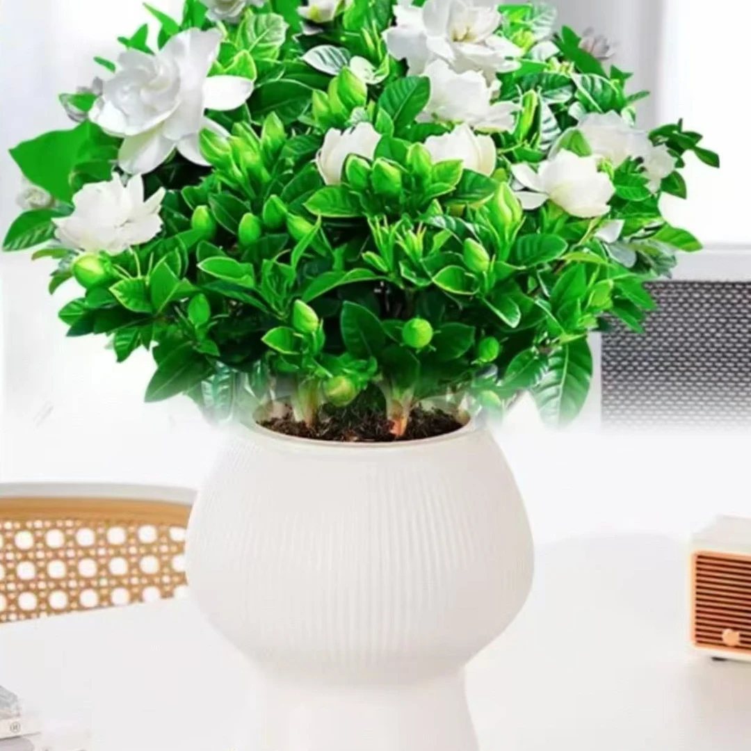 230栀子花带花苞室内水培栀子花盆栽带花苞四季开花浓香绿植