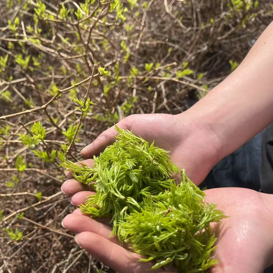 张家界罗塔坪高山一级朵芽莓茶 藤茶