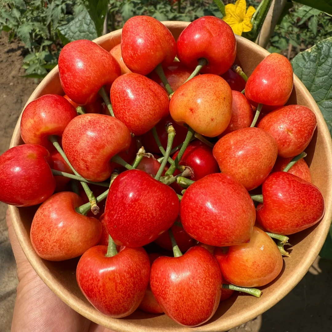 【大连金鼎红】大樱桃3-5斤空运冷链脆甜多汁现摘现发孕妇水果