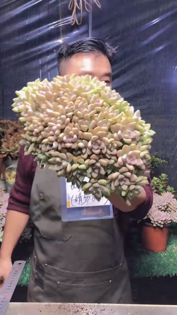 126淡雪缀化（一物一拍）