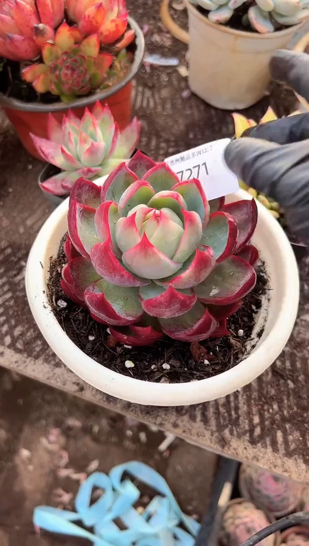 艺**人多肉植物一物一拍07271