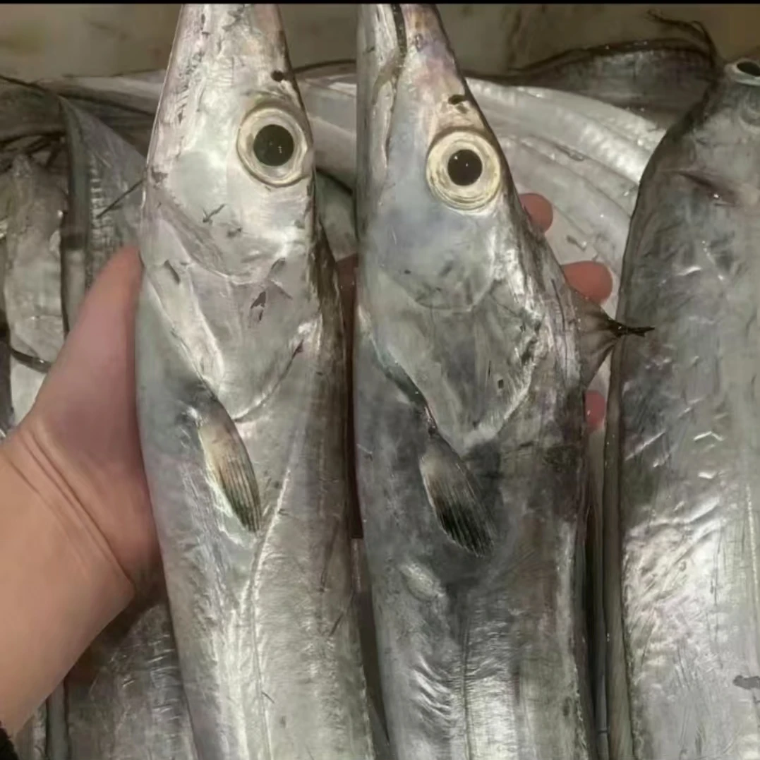 新鲜内港白眼带鱼 福建祥芝港海鲜  顺丰冷链新鲜发货
