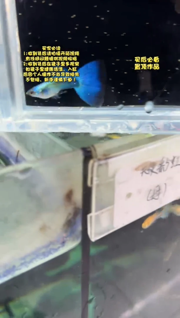 孔雀鱼无怨孔雀鱼