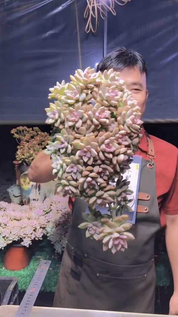 178淡雪缀化一物一拍