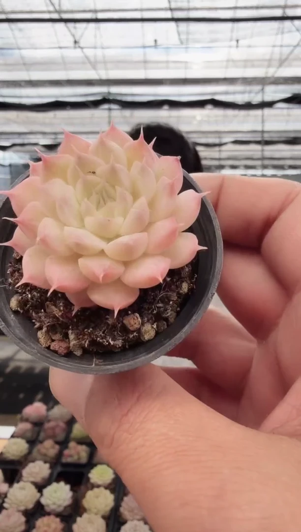 东云多肉园新款-15