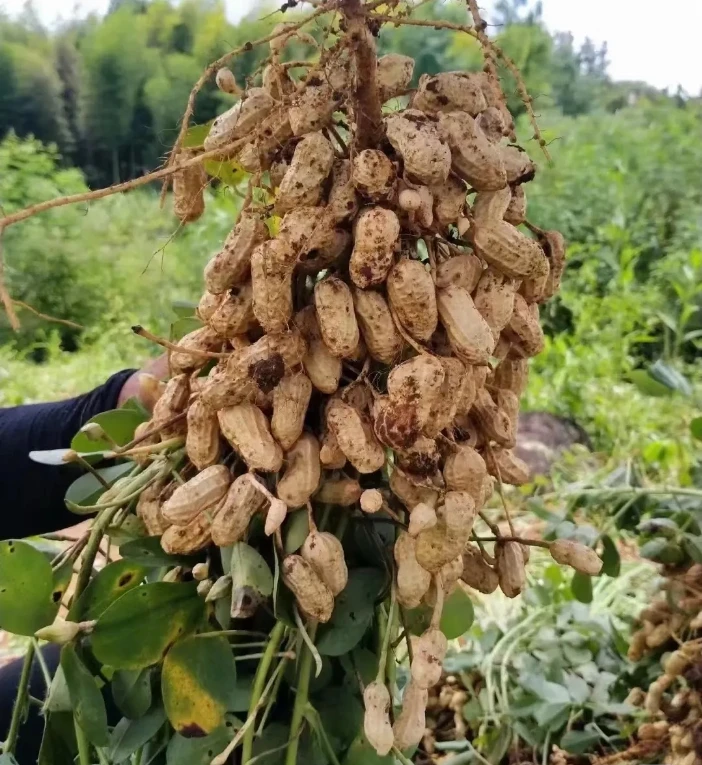现挖新鲜带壳粉皮湿花生，农户自种，现挖现发，颗粒饱满，生吃水煮。