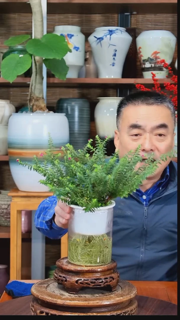 无花朵流**尘水之韵水培满天星