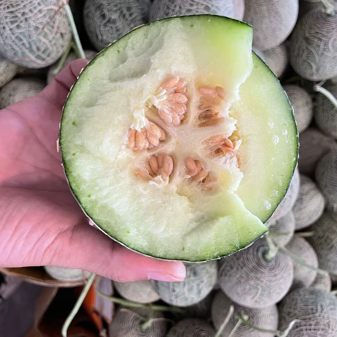 【版纳小吊蜜瓜】云南版纳热带应季蜜瓜 冰淇淋蜜瓜