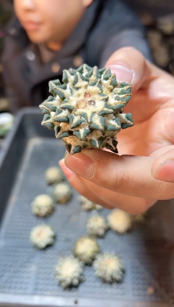 【闪购商品】单头黑牡丹3.5公分无根