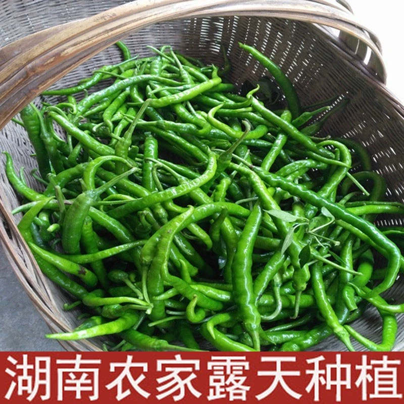 《全青》露天种植小辣椒螺丝椒薄肉脆新鲜现采现发包邮到家