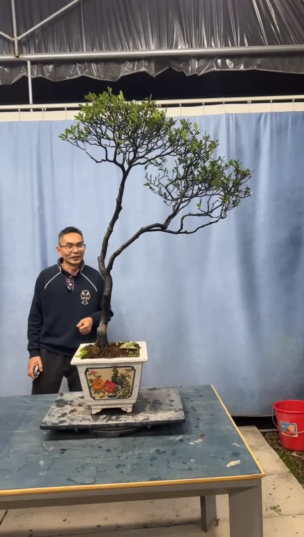 【闪购商品】盆景春花