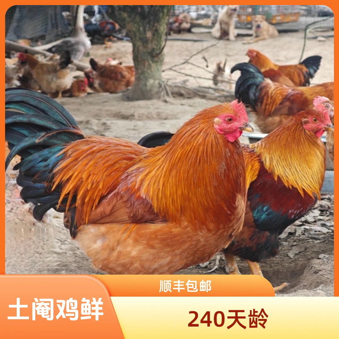正宗散养土阉鸡 240天新鲜现宰土阉鸡 顺丰冷链包邮 新鲜到家