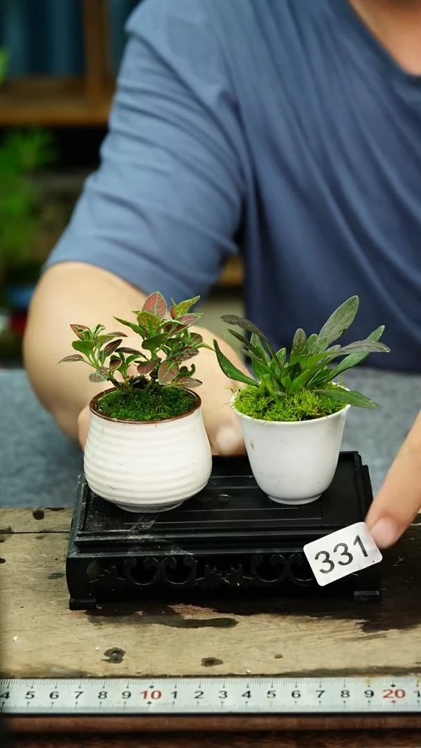 无花朵苔藓微景观331号