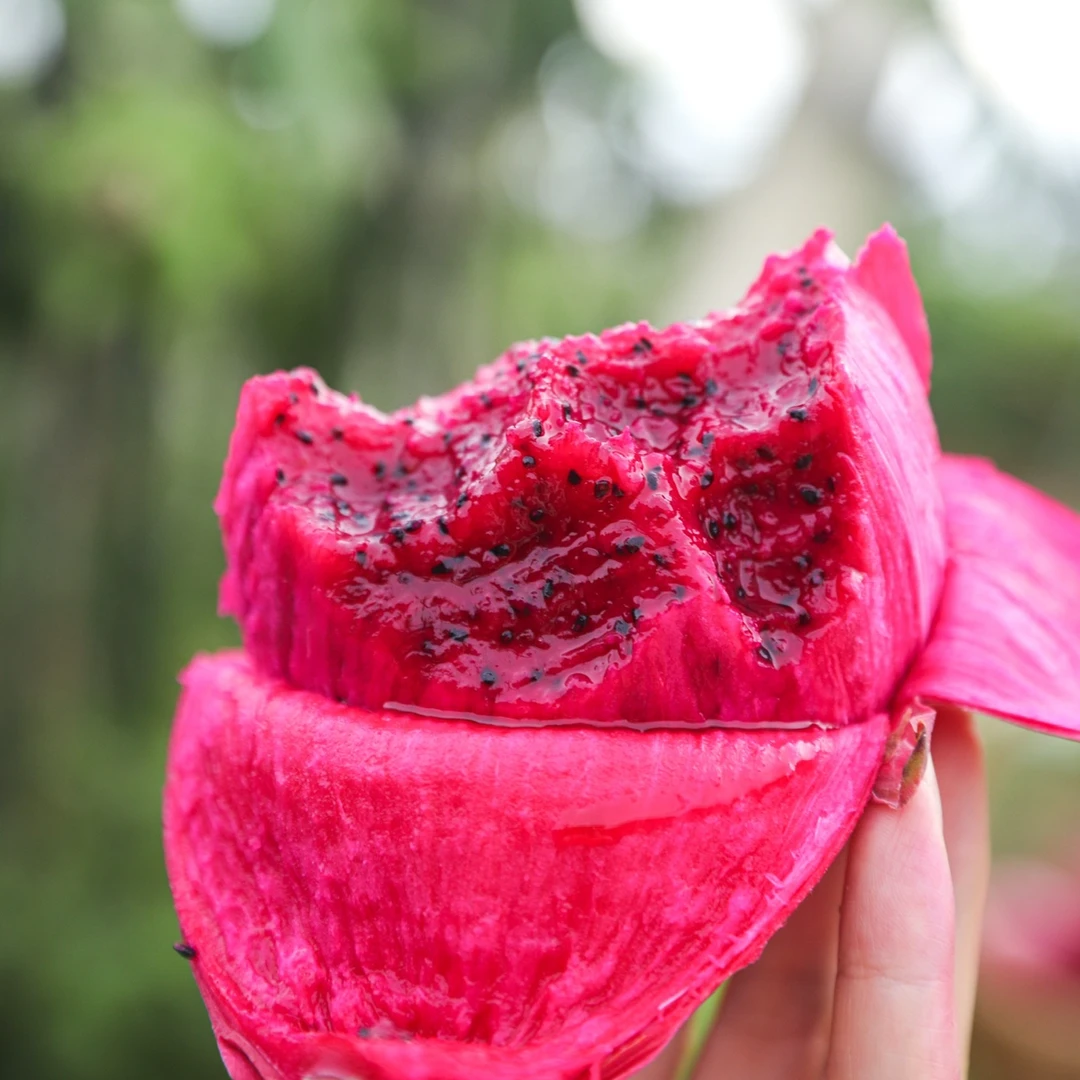 当季新鲜现摘有机红心火龙果自然成熟皮薄汁多营养代餐水果