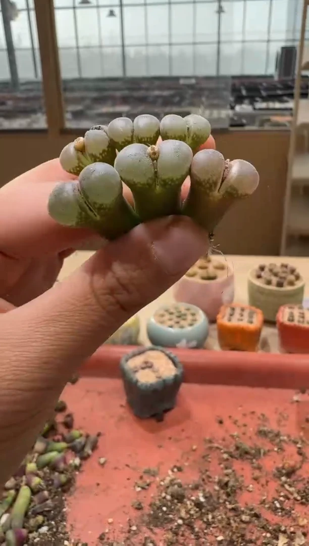 14-292多肉植物肉锥