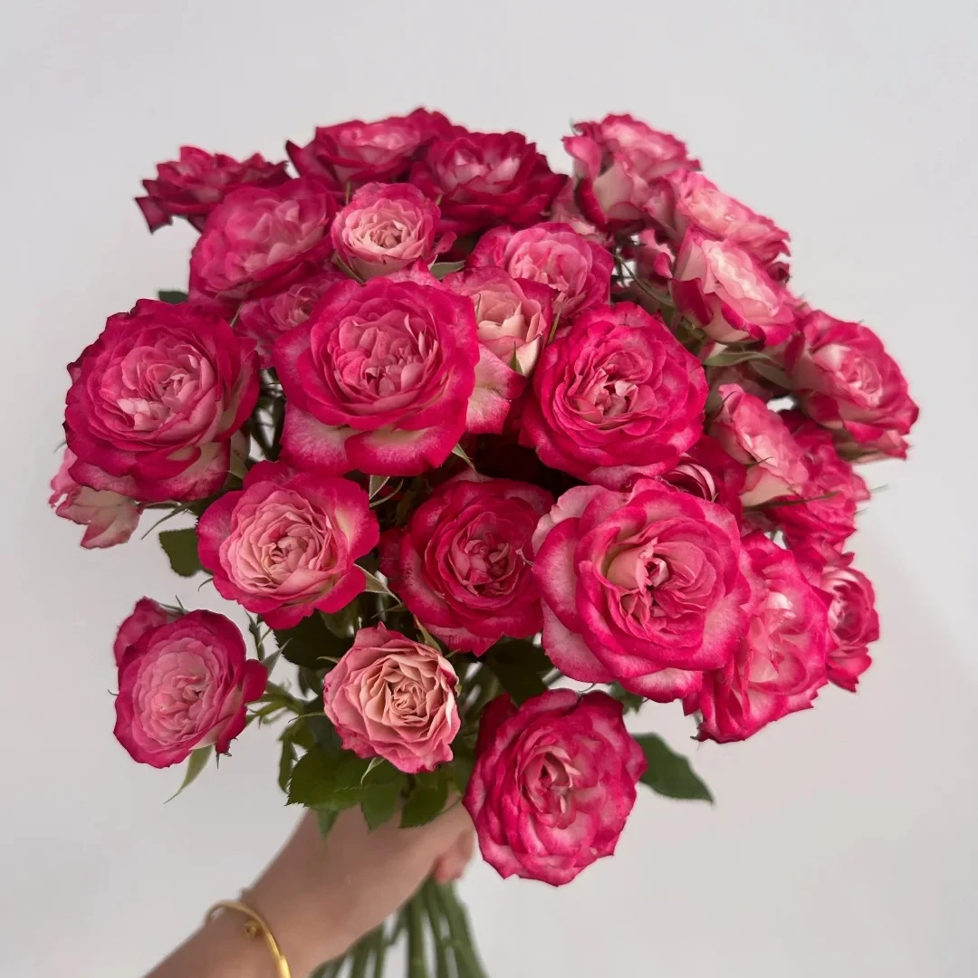 宜然园艺狮子座（甜蜜樱桃）1.5加仑灌木花苗月季多季节复花地栽