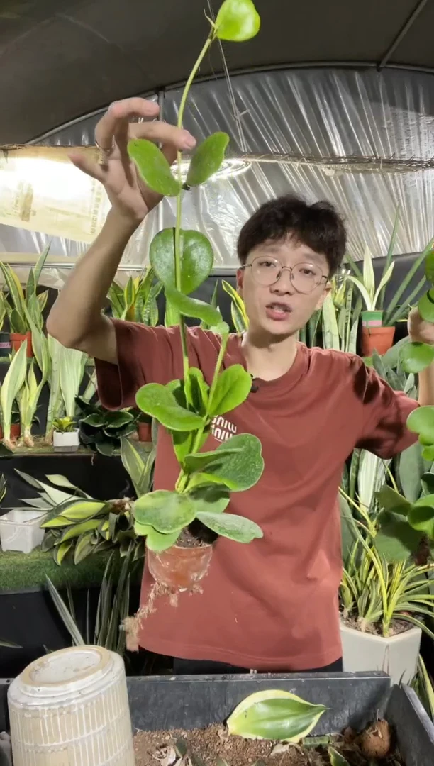 心叶球兰8叶起脱土9.99