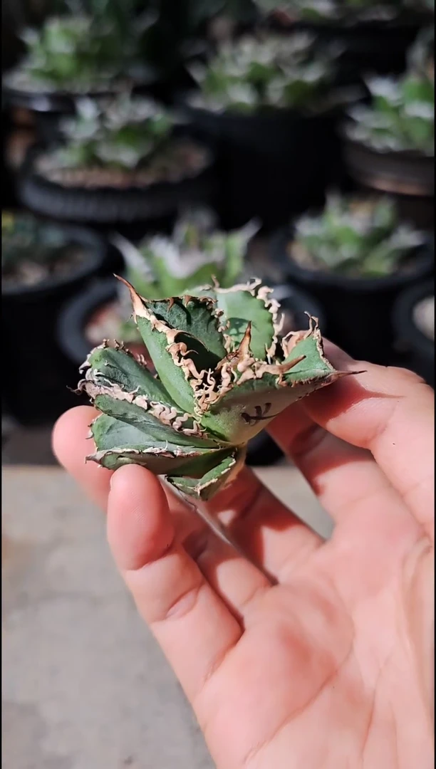 火-有根苗(直播竞拍/基因保证/非组培)