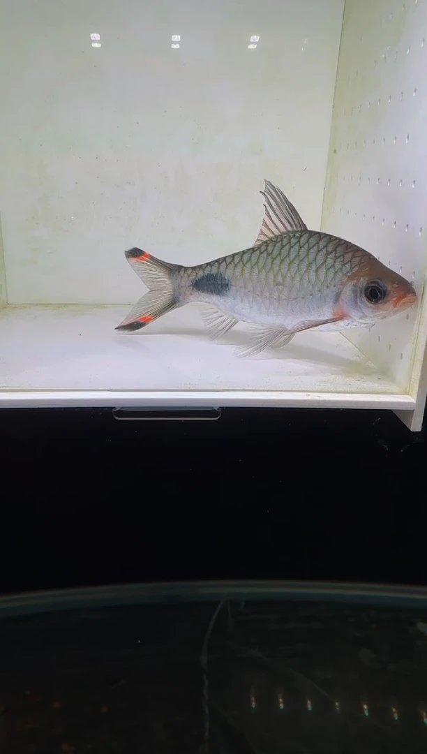 工具鱼红杂紫11111