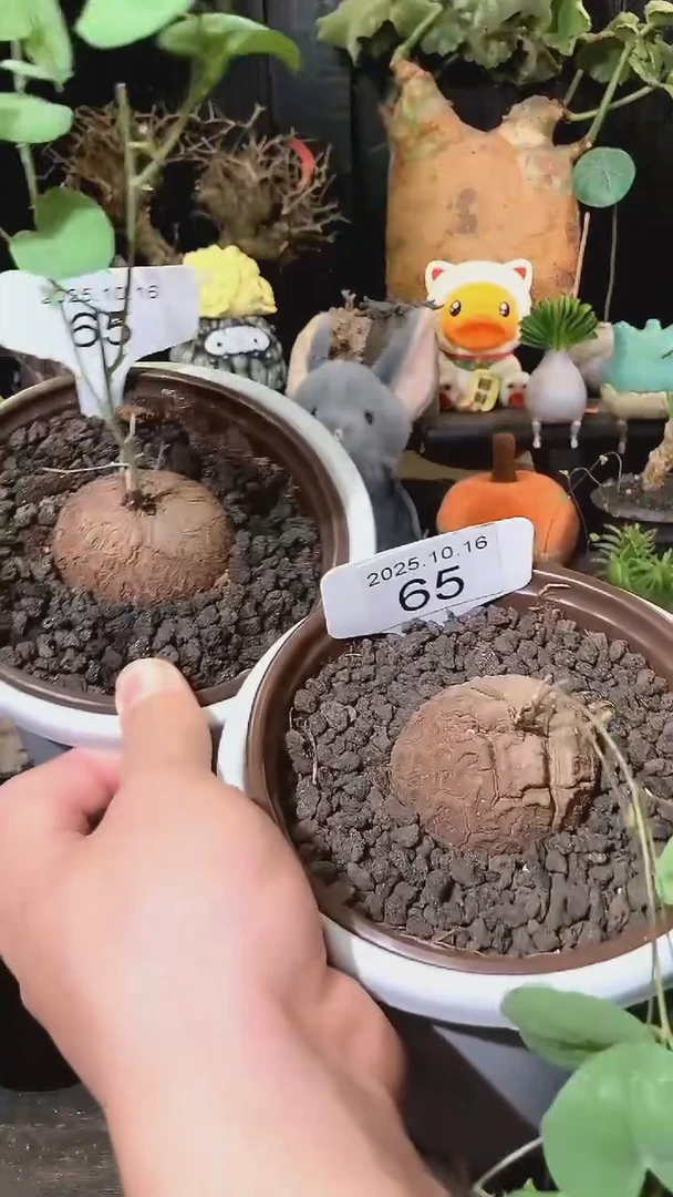 65号1016南非龟甲龙福利特价组合