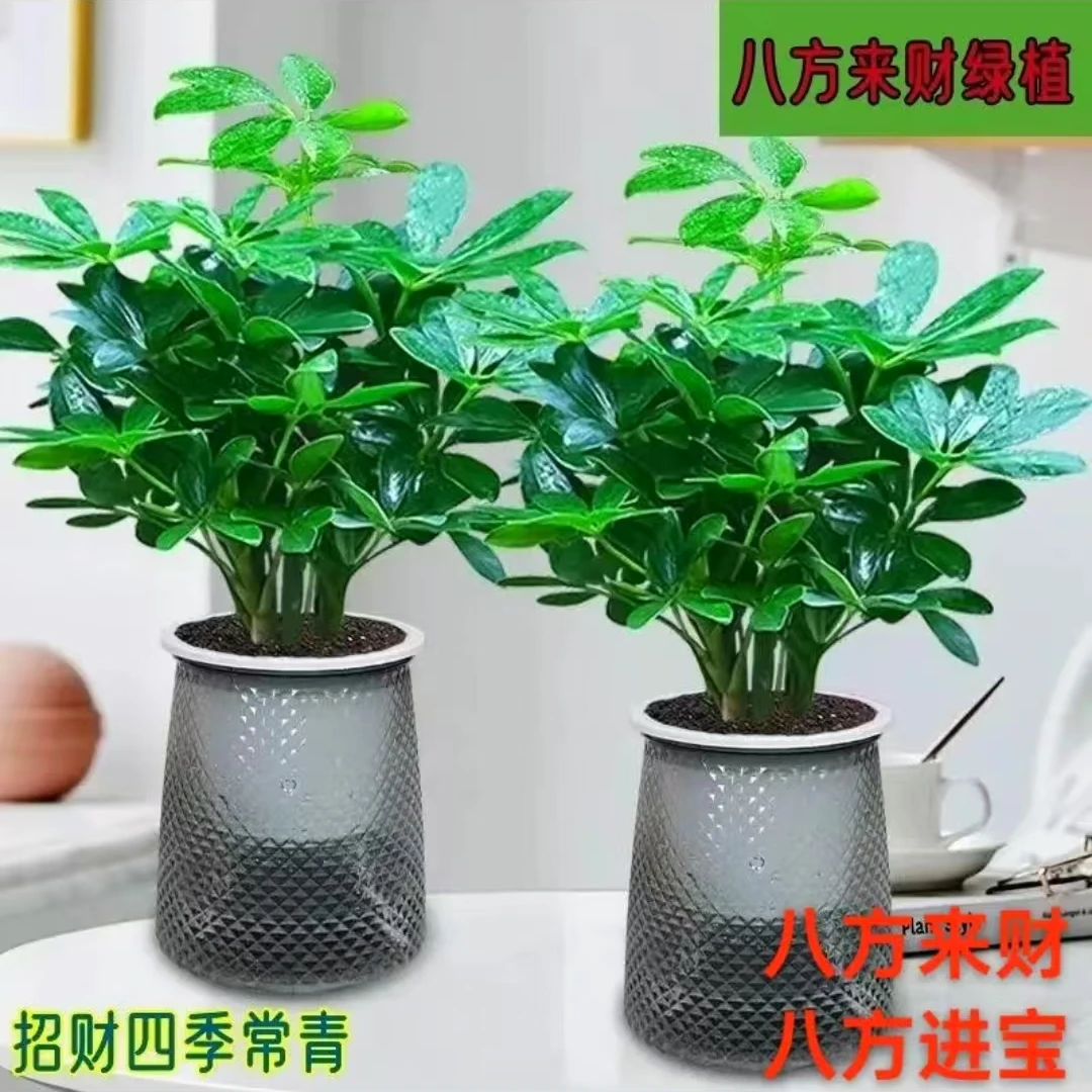 【拍一发二】八方来财鸭脚木室内盆栽四季常青好养绿植花卉