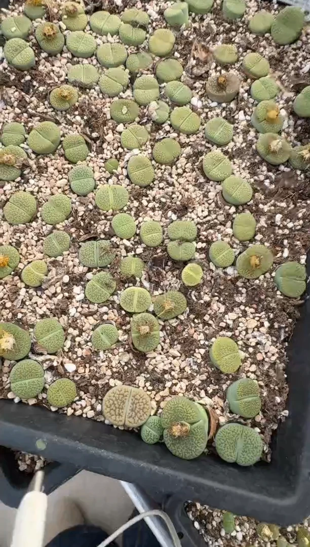 多肉植物肉锥脱土发31-211